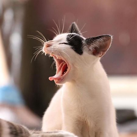 猫と断食の宿 Cat Inn Neko Kunisaki Exterior foto