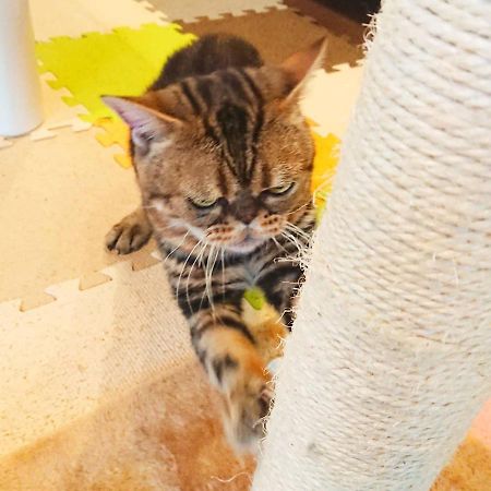 猫と断食の宿 Cat Inn Neko Kunisaki Exterior foto