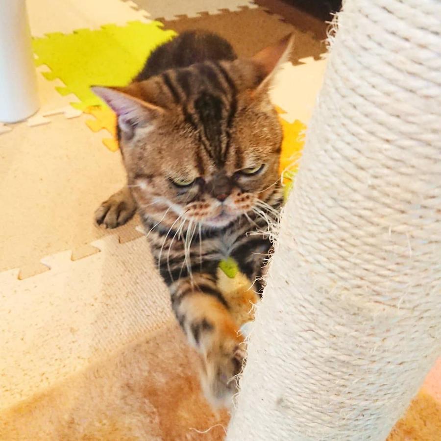 猫と断食の宿 Cat Inn Neko Kunisaki Exterior foto